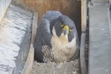 A peregrine falcon captured on a webcam sitting in a nesting box. The bird looks directly at the camera.