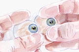 Illustration of hands holding a set of artificial eyes.