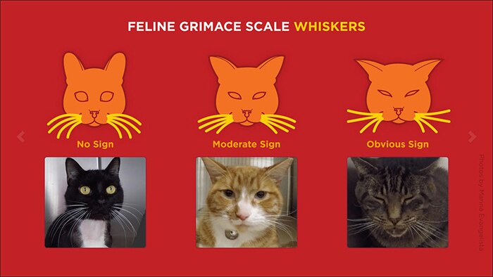 How Can You Tell If Your Cat Is In Pain Scientists Have A New Grimace Scale That Might Help Abc News