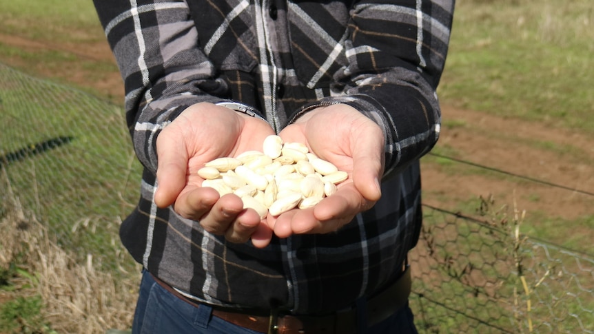 a man holds a mound of large white beans