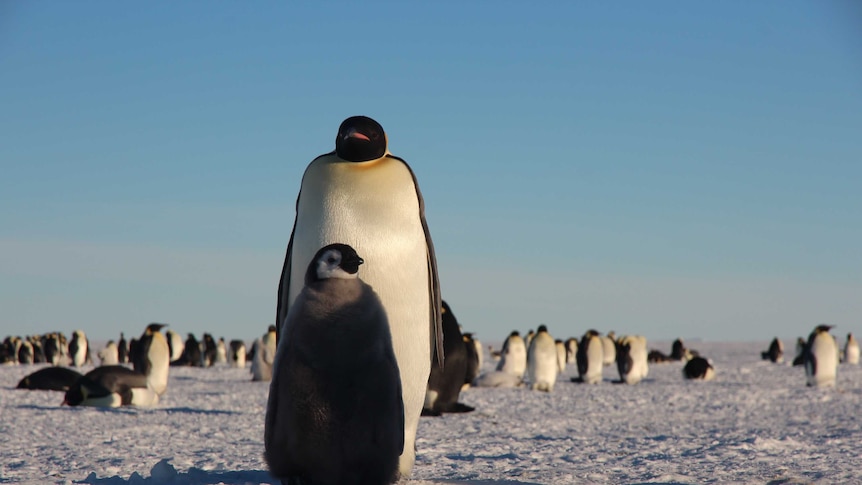 A penguin stands guard over its chick