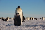A penguin stands guard over its chick