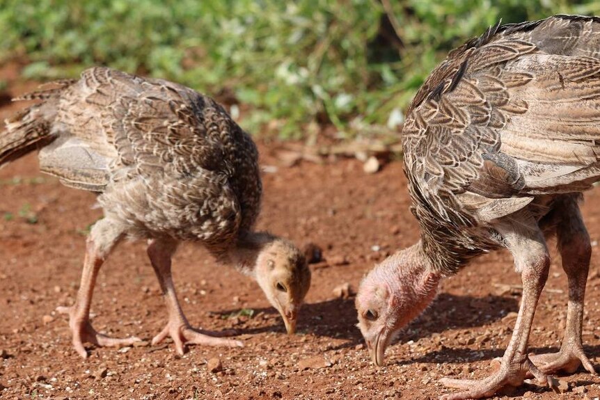 young turkeys eating seed