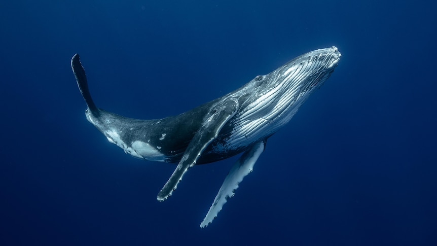 A humpback whale plays in the water