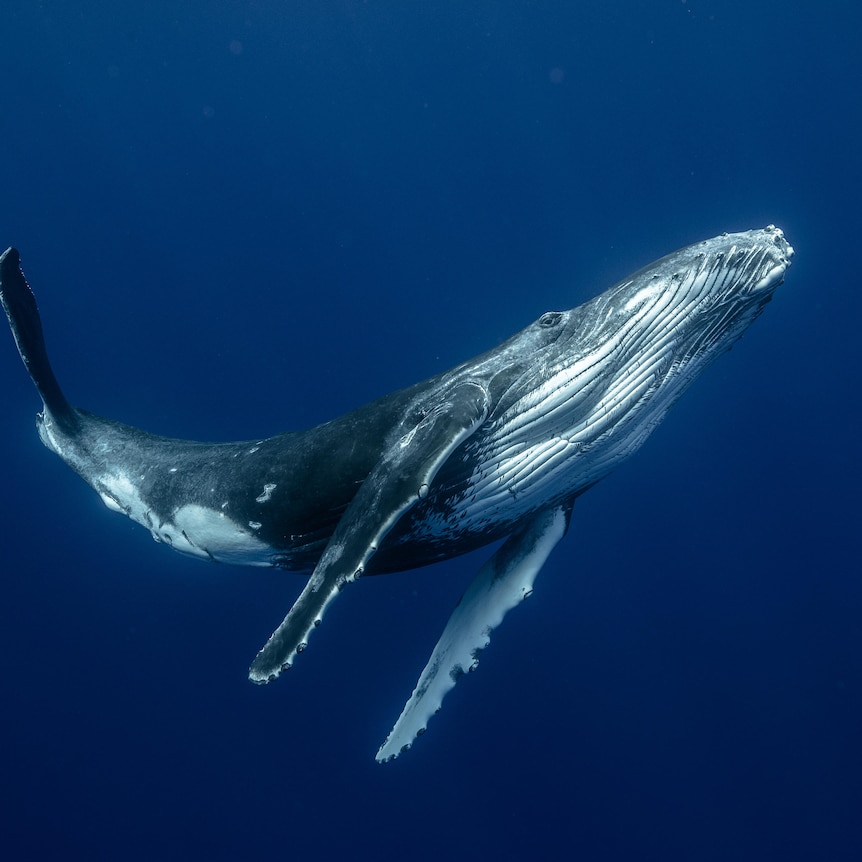 A humpback whale plays in the water