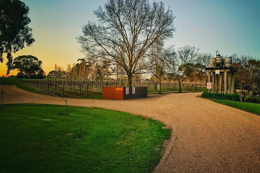 Gravel driveway leading to vineyards and large, bare tree