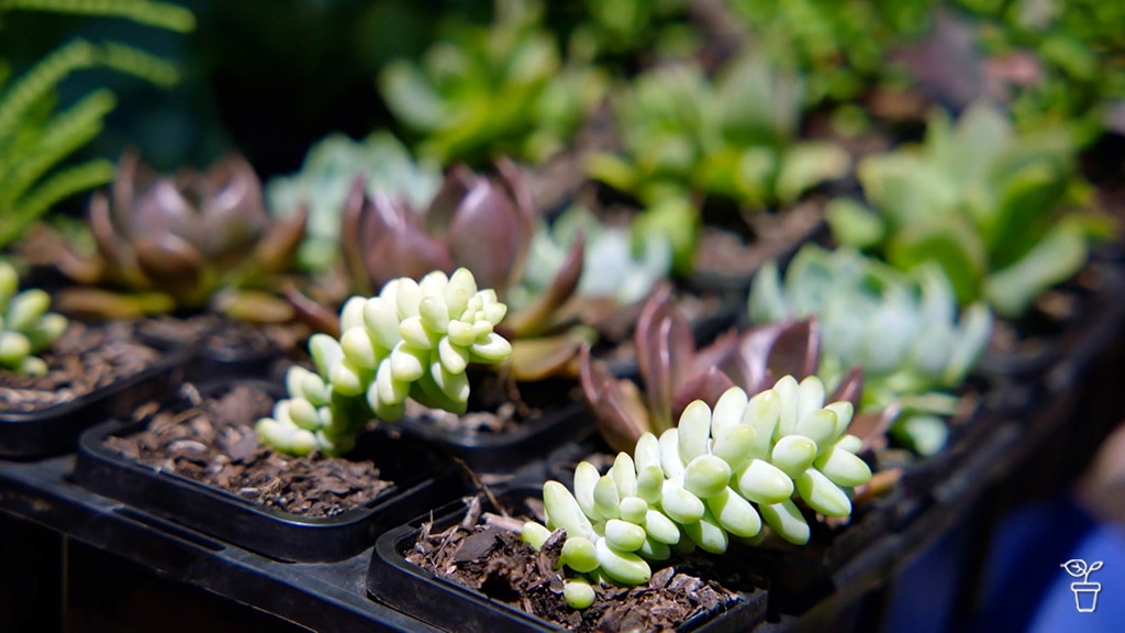 blue succulent plant Echeveria 'Blue Heron'