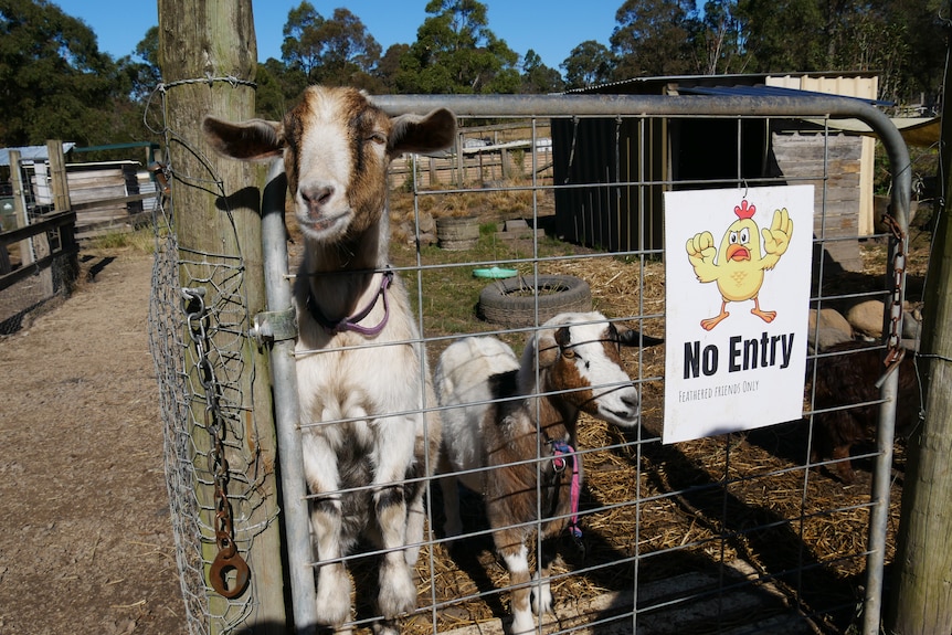 A goat pops its head through a fence which has a no entry sign on it.