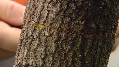 Problem Solving in the Garden - Gardening Australia