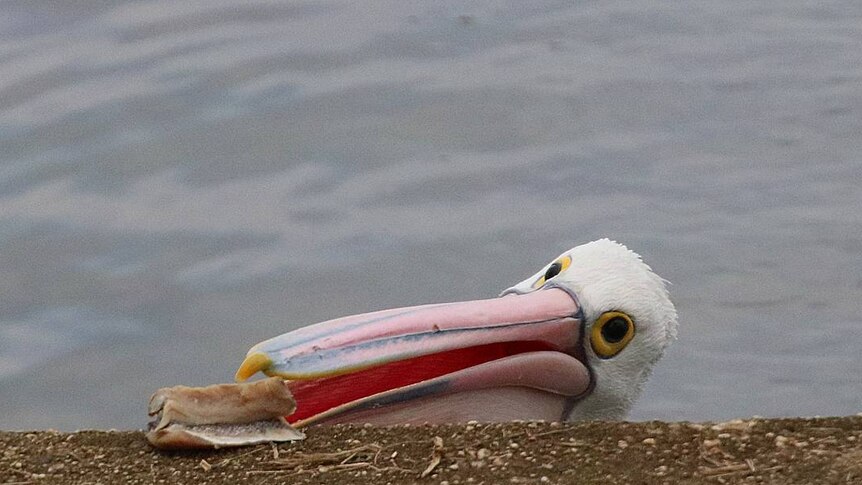 Pelican picks something off bank