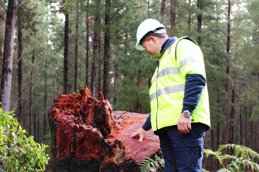 a man wearing fluoro and a hard hat looks down on a wide red gum stump with forest in the background