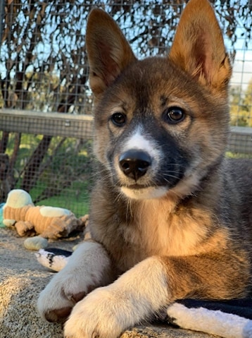 a young dingo pup with dark and and golden fur.