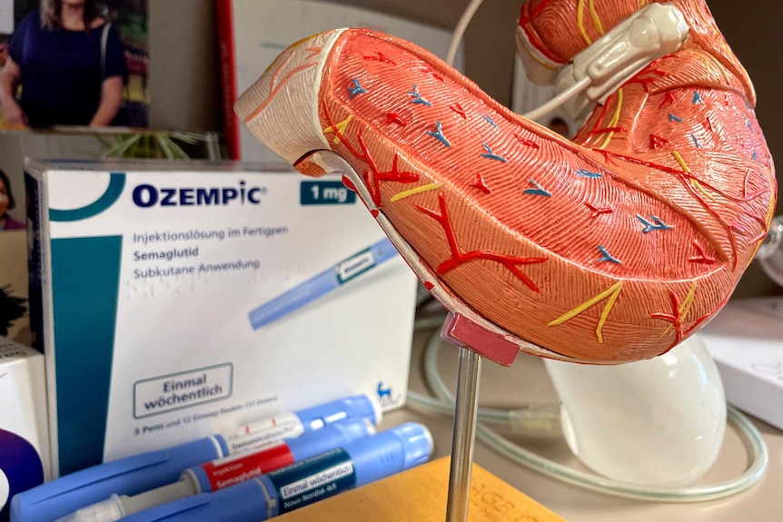 Ozempic box and stomach model