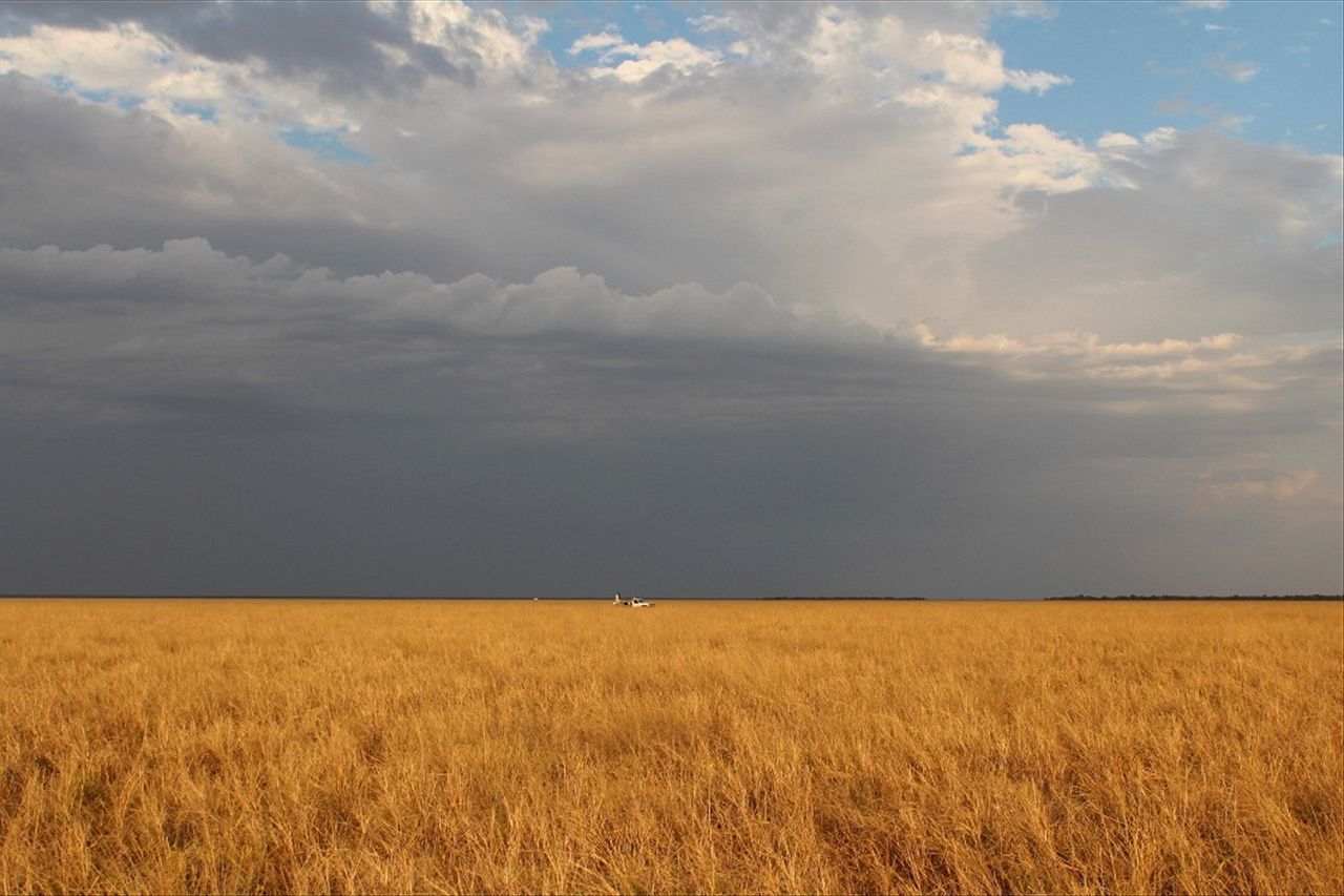 Un campo de cereales que se extiende a lo lejos bajo nubes grises.