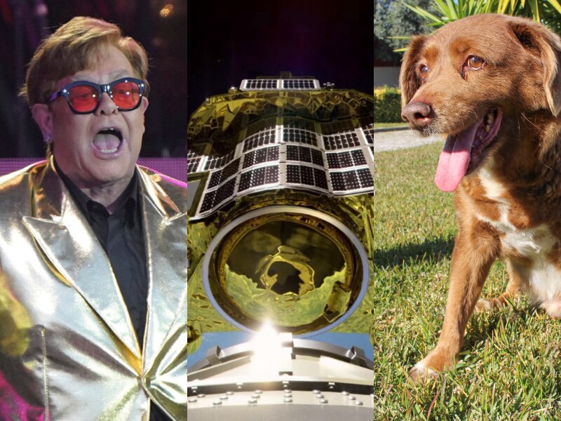 A composite image showing Elton John, a gold and silver spacecraft, and a brown dog.