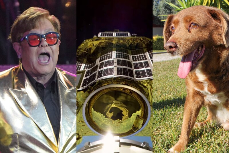 A composite image showing Elton John, a gold and silver spacecraft, and a brown dog.