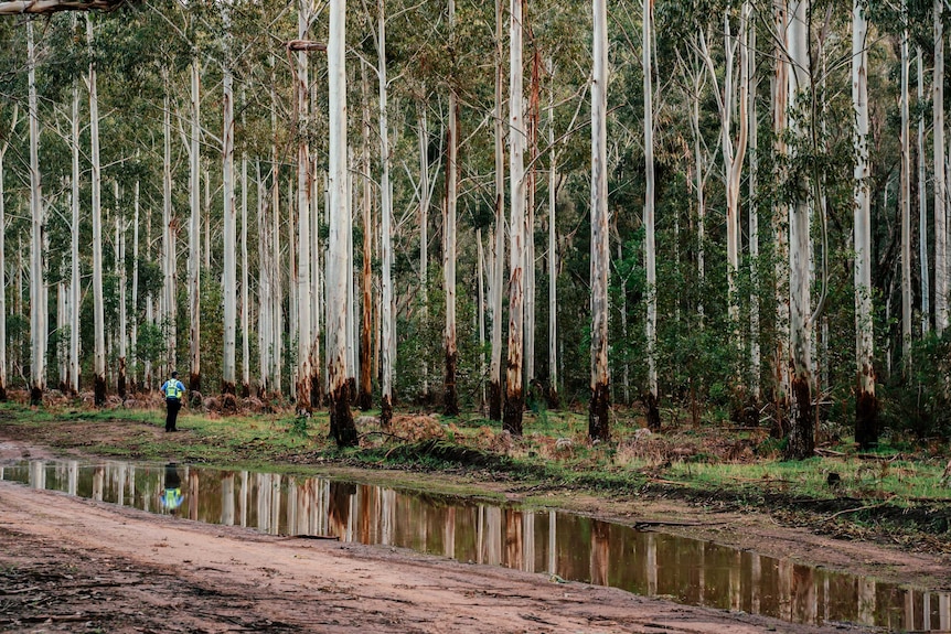 Police officer stands at edge of forest of tall trees