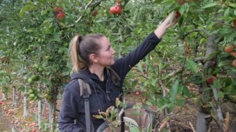 A woman picks an apple from a tree in an orchard.