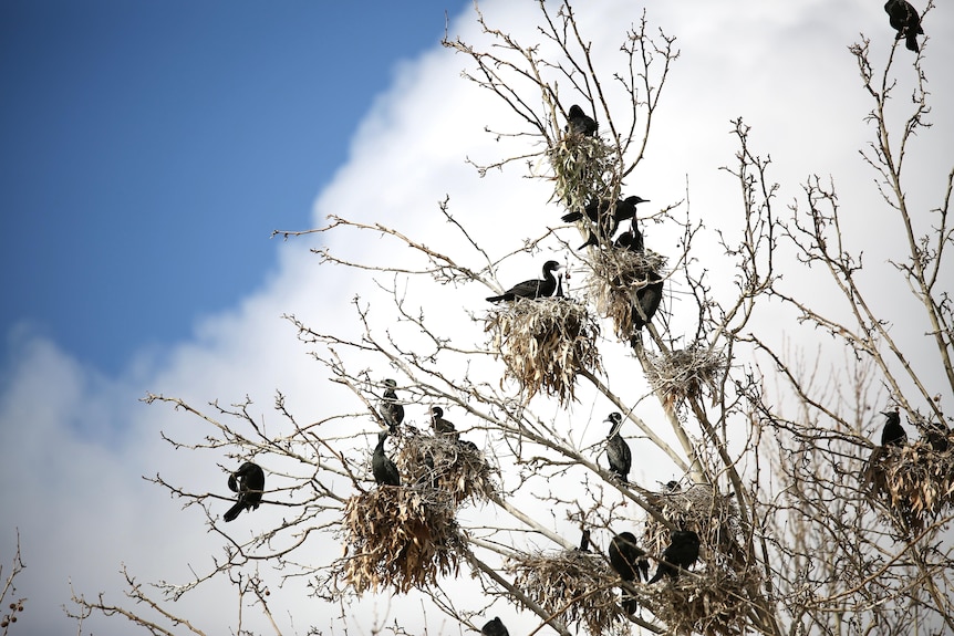 About a dozen black birds sit in a tree with few leaves, with a cloud and blue sky in the background.