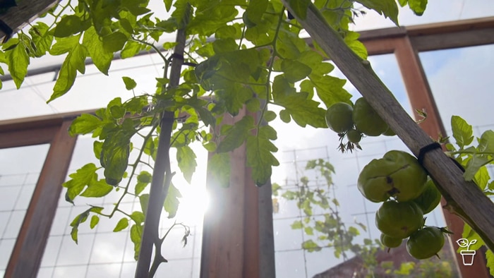 Plants growing inside a covered space with the sun coming through a glass sliding door.