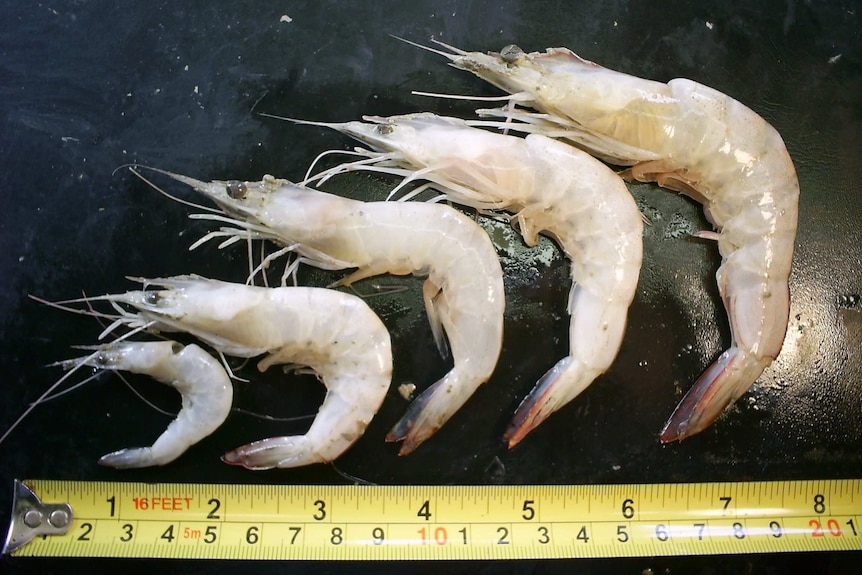 Five raw banana prawns sitting above a yellow tape measure.