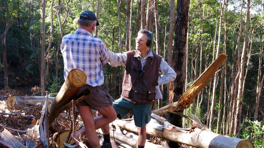 Log hauler Ray Harvison speaks to Background Briefing from the Bulls Ground State Forest, north-west of the NSW town of Taree.