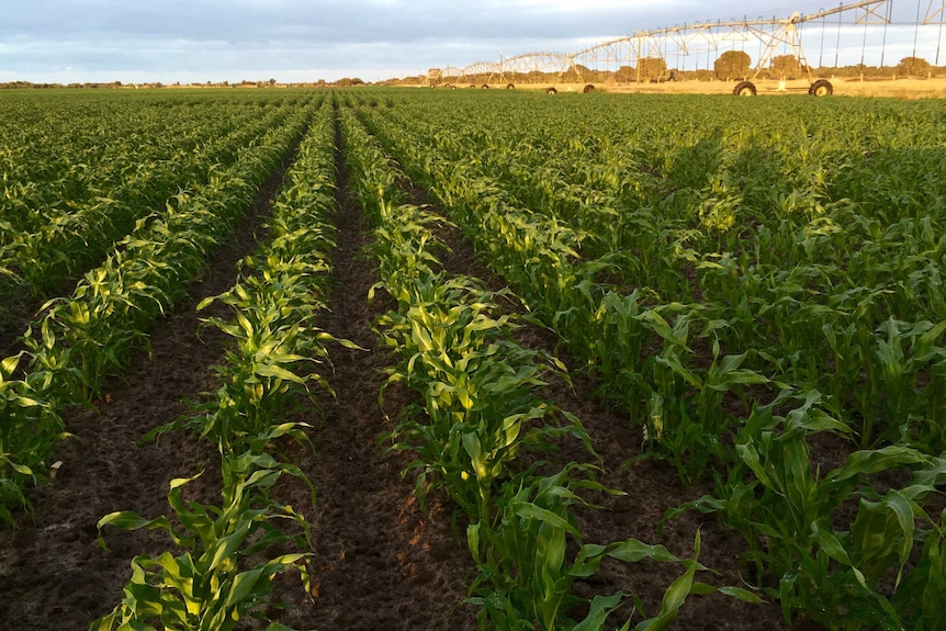 Corn field