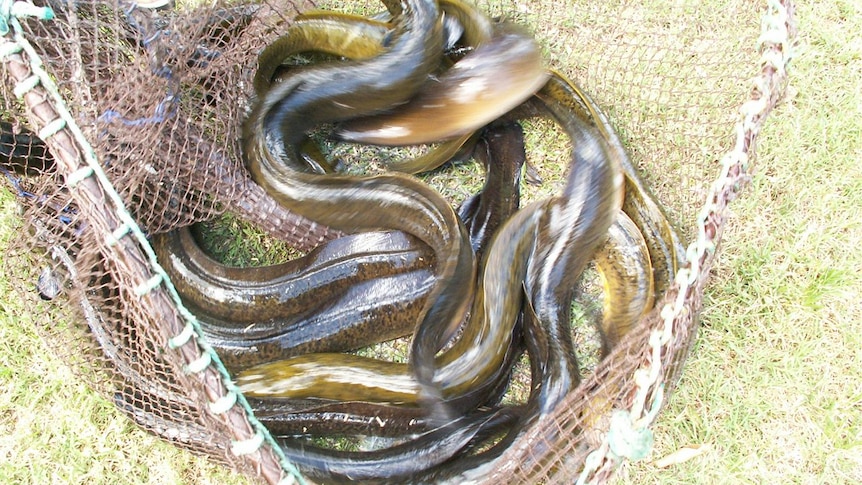 Australian long-finned eel nqld on in net