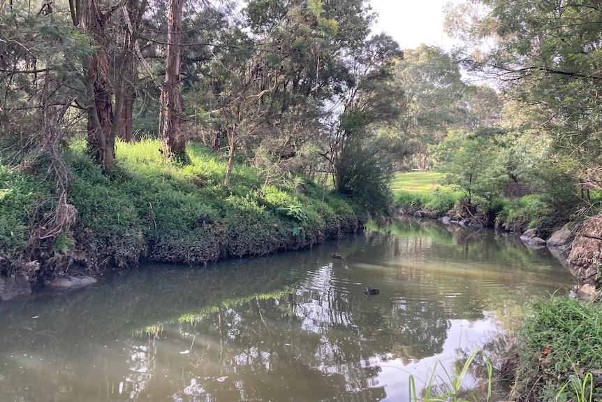a wide picture of the creek, with lots of green foliage and trees. There are ducks swimming in the water.