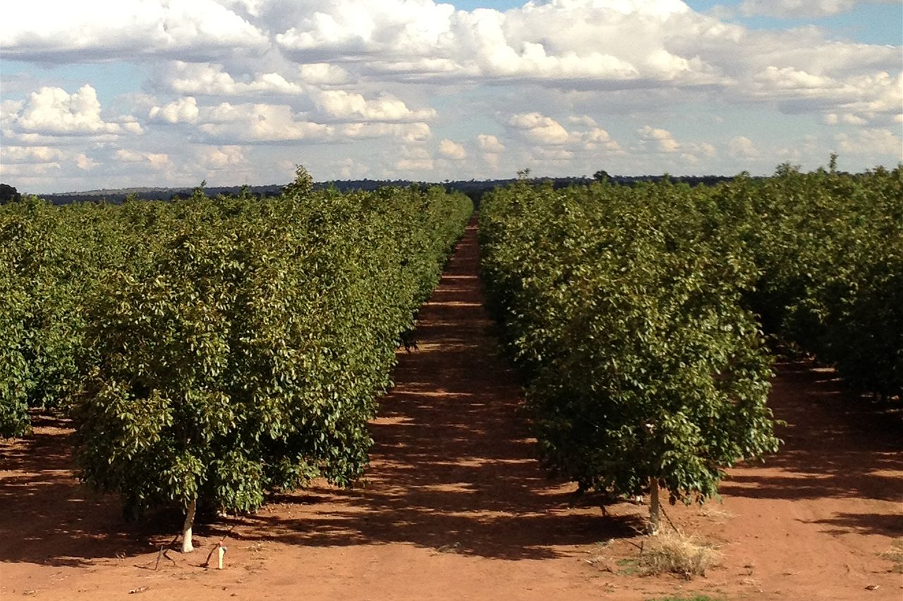 Walnut demand grows amid shortage of Australian producers - ABC News