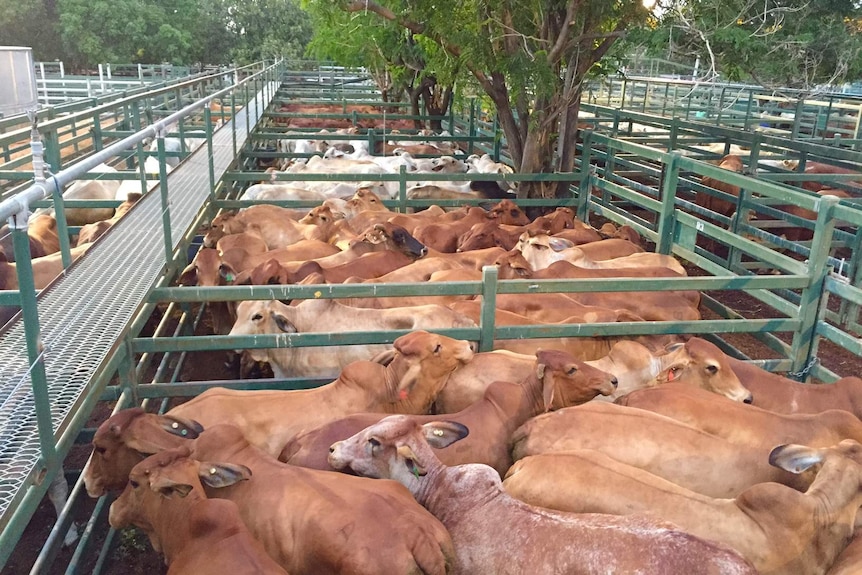 Cattle penned at Blackall saleyard