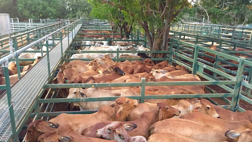 Cattle penned at Blackall saleyard