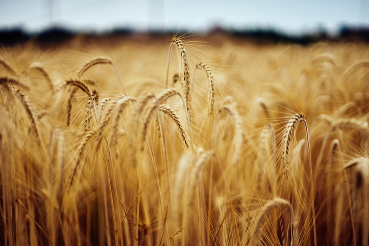 A field of wheat