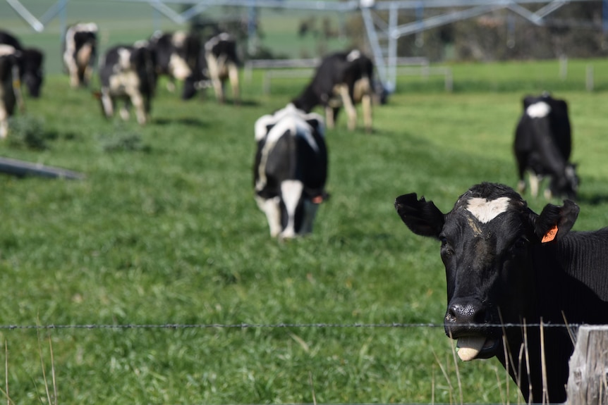 Cows in a lush field.