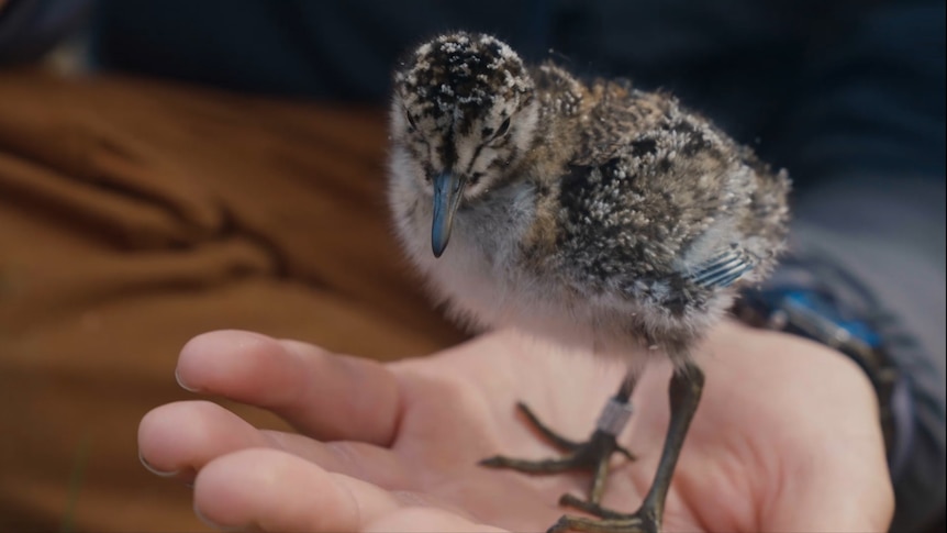 A curlew bird stands on a human hand