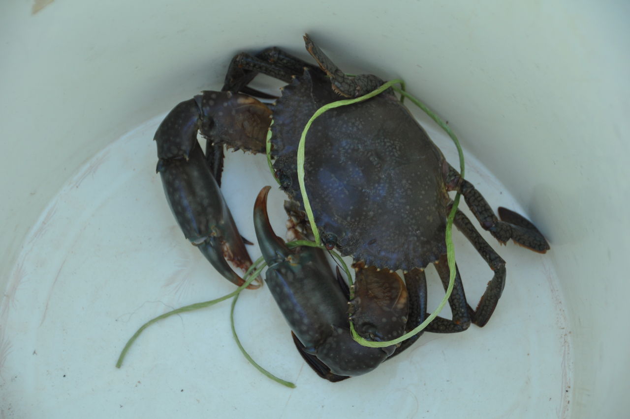 Seized mud crabs to be DNA tested - ABC News