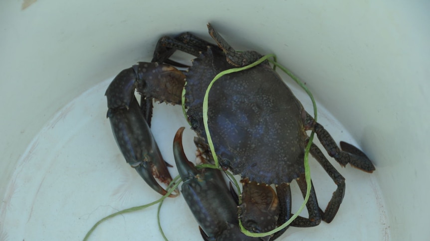 DNA testing is being used to determine where the mud crabs are from. (File photo)