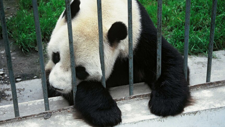 Bob Brown: Panda in the Wolun Reserve