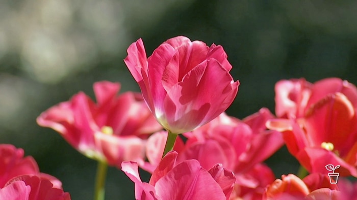 Brightly coloured pink tulip flowers