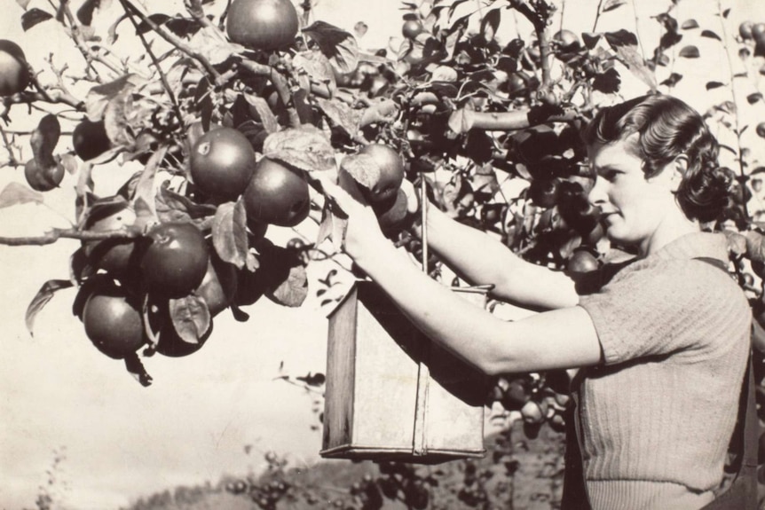 Black and white image of a woman wearing overalls and holding a square tin container picking large apples from a tree