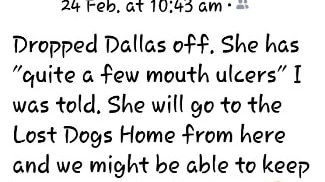 A Facebook post showing a picture of a black, tan and white cat in a crate, waiting for vet treatment for mouth ulcers.
