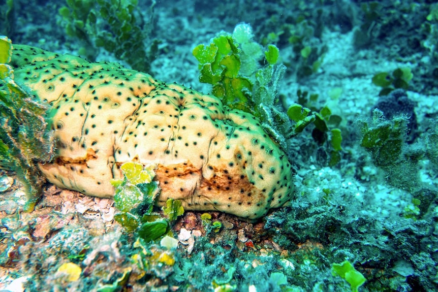 A sea cucumber surrounded by algae.