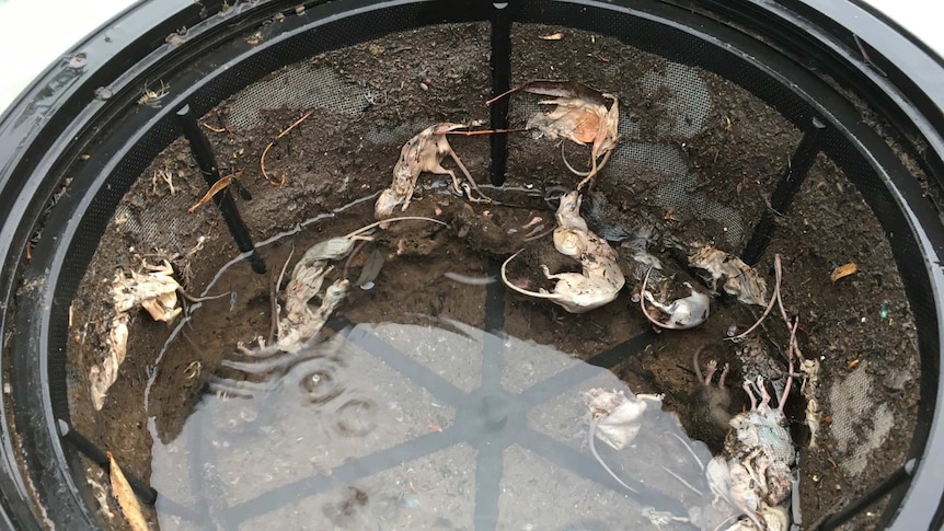 More than a dozen dead and decomposing mice in the filter of a water tank