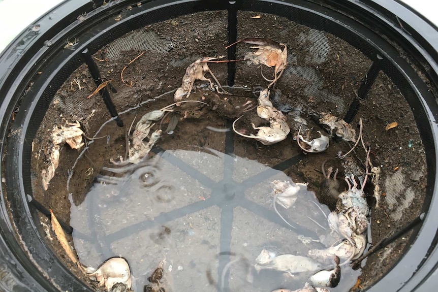 More than a dozen dead and decomposing mice in the filter of a water tank