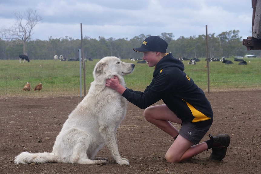 A boy kneels down and pats a white dog in a paddock surrounded by chickens and cows.