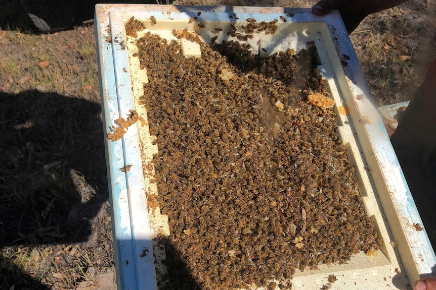 The bottom of a bee hive with thousands of dead bees.