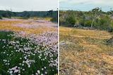 Wildflower season comparison