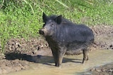 Feral Pig standing in muddy water in front of sugar cane