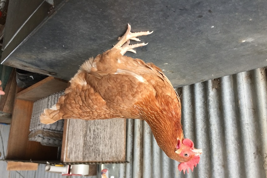 A live ISA Brown chicken is standing on a table