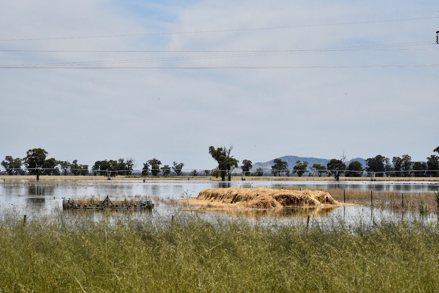 Round hay bales sink into floodwaters in a paddock.
